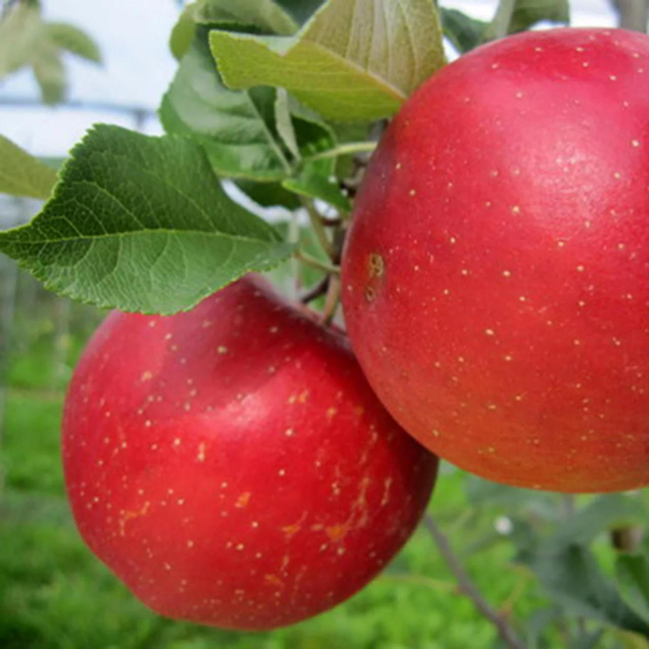 bio-apfel-ladina-biologische-apfelb-ume-in-spindelform